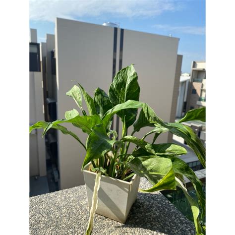 玄關耐陰植物|玄關擺什麼植物：七種適合擺在玄關的植物，助你家和萬事興！